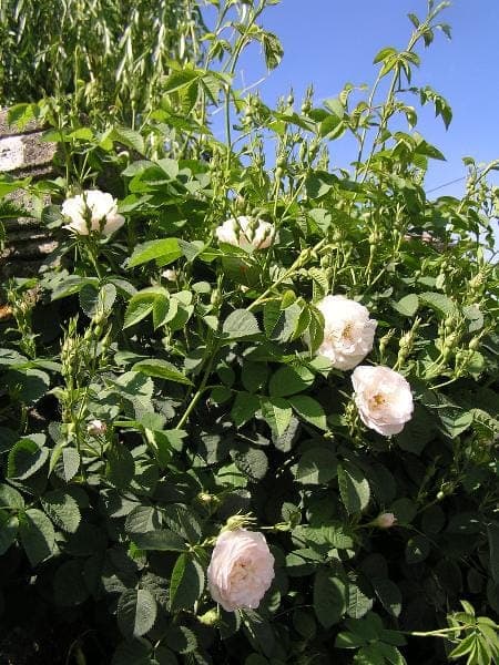 Delicate white flowers of Rosa alba with cathedral-shaped bloom