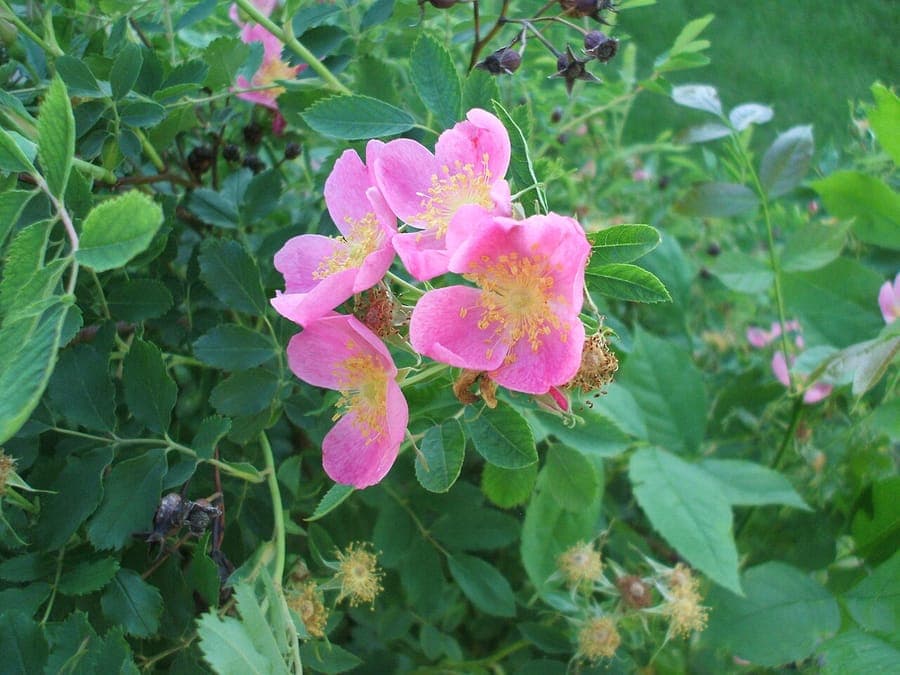 Rosa arkansana prairie rose with pink flowers in natural habitat