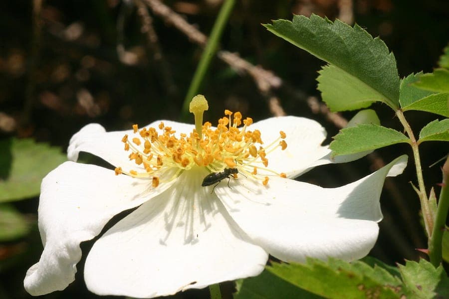 Field rose in the wild with small white flowers and glossy green foliage