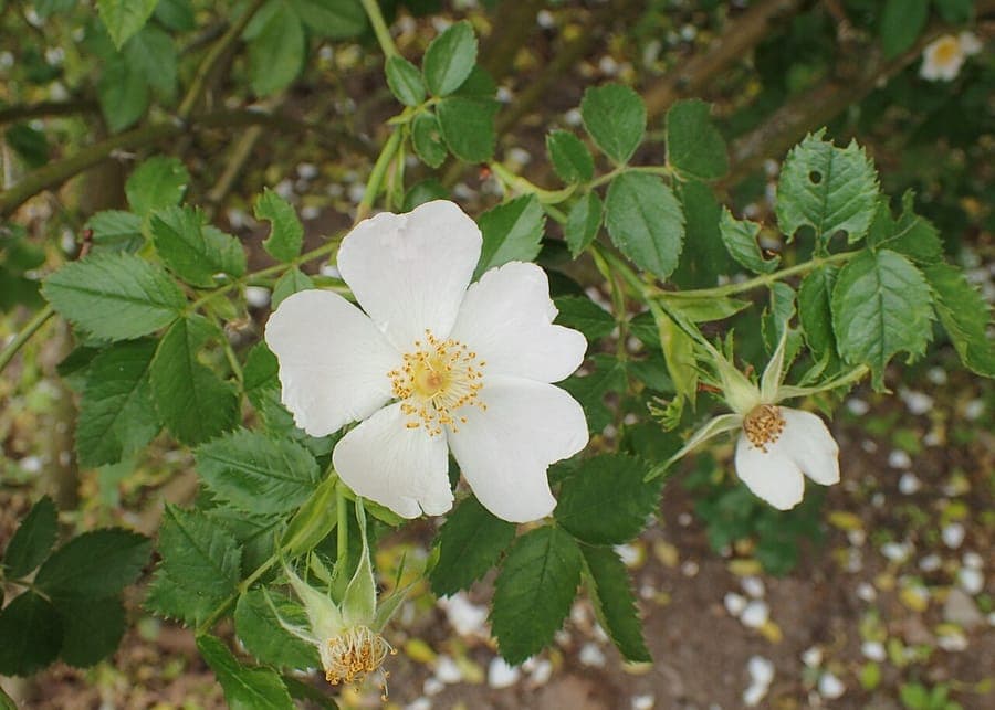Balseam rose with pink flowers and green leaves