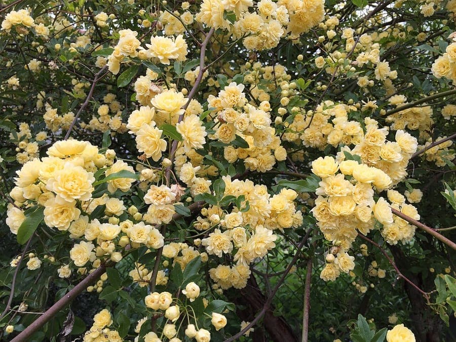 Rosa banksiae roze wit en geel bloemen op klimplant