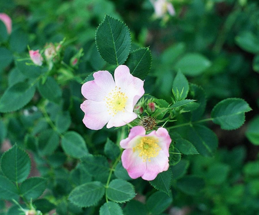 A Rosa blanda shrub in midsummer, showing single pale pink flowers and smooth stems among fine-textured foliage.
