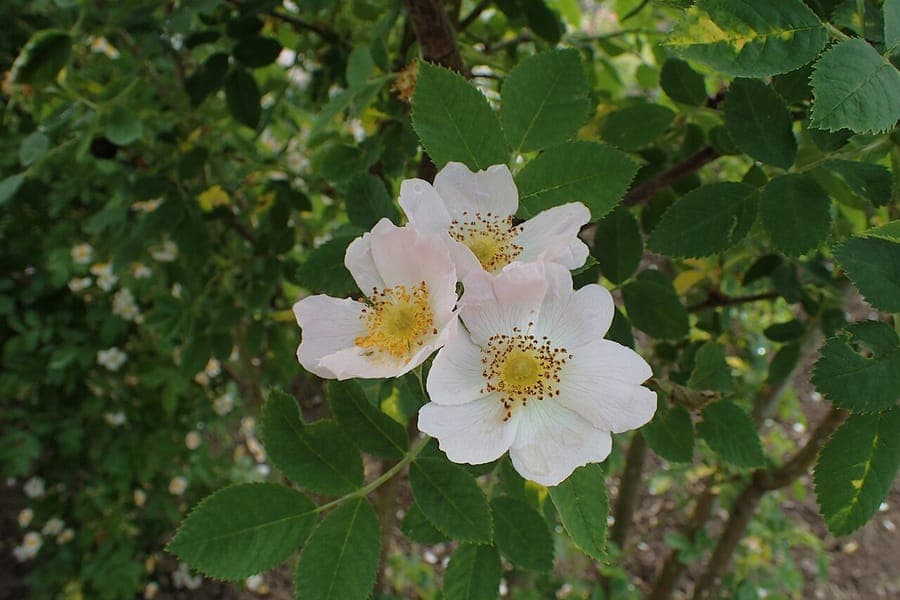 Hairy dog-rose in full bloom with grey-green foliage and pink-white flowers