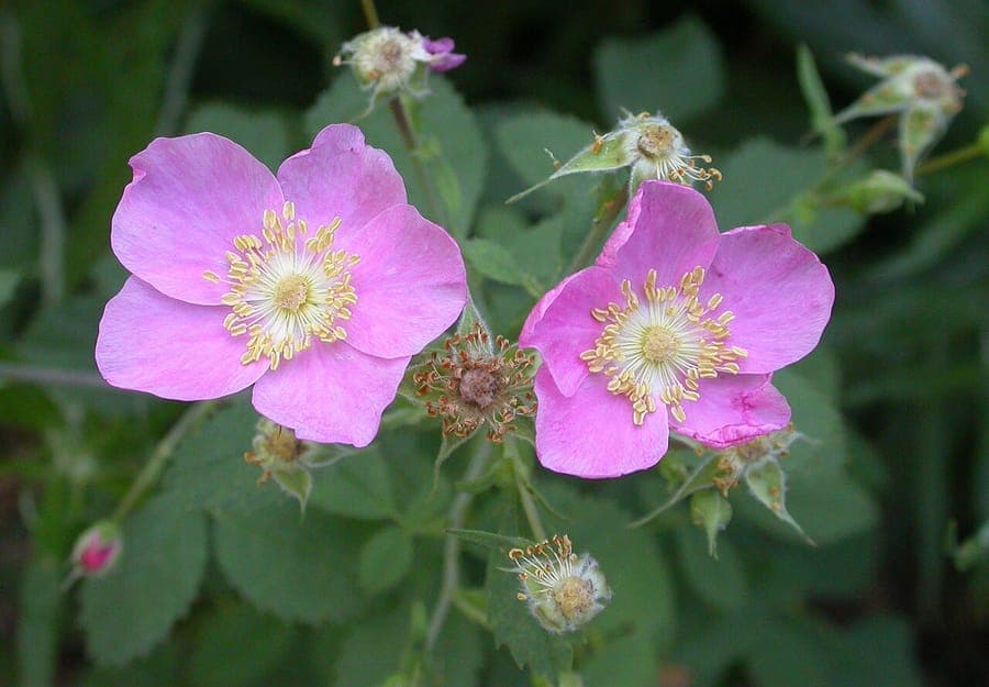 Rosa californica rote Blüten und zierliche rote Hagebutten in natürlicher Umgebung