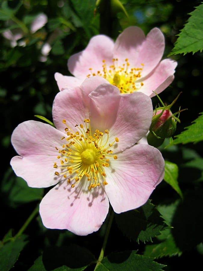 Common-briar in full bloom along a country path, with bright orange rose hips in autumn