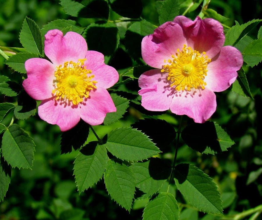 Rosiers de Caroline en pleine floraison sur une pente ensoleillée, avec feuillage vert et fleurs roses vives