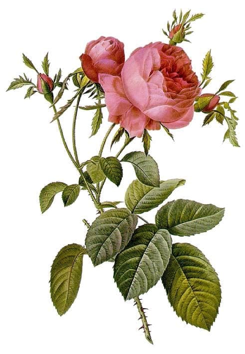 Eine üppige Hundertblättrige Rose mit cremefarbenen bis rosafarbenen Blüten in voller Blüte, eingebettet in niedrige Beetpflanzen auf einem sonnigen Beet.