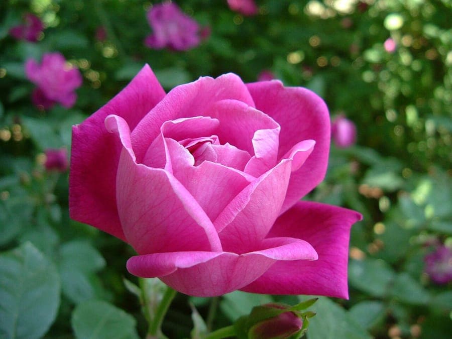 Rosa chinensis flower in full bloom