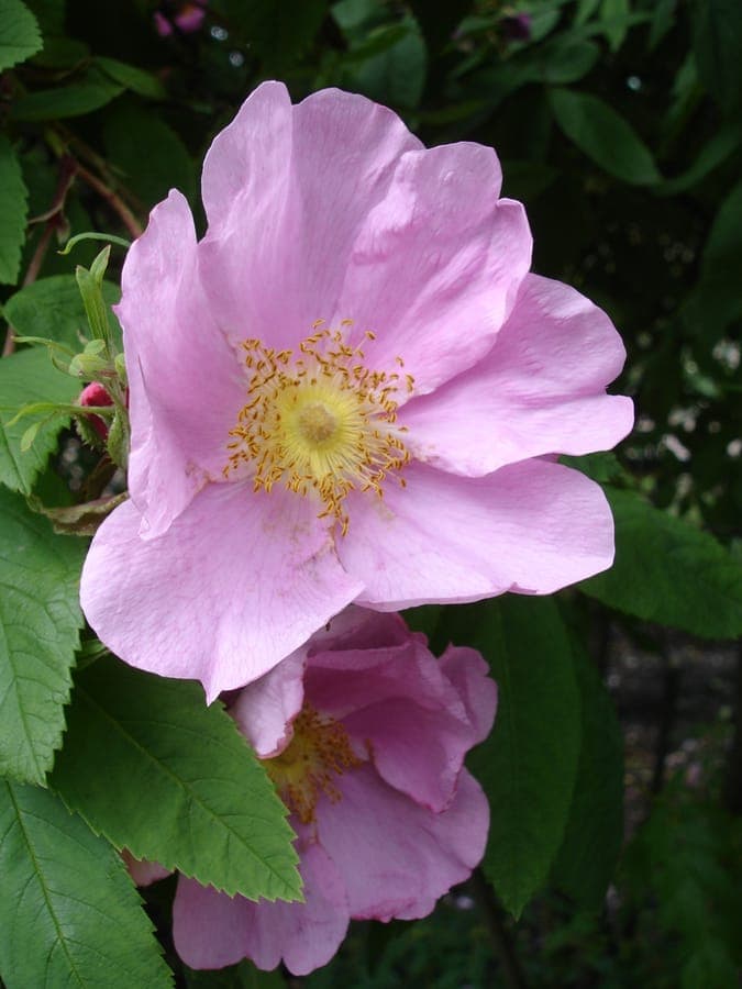 Amur rose with pink flowers and red hips
