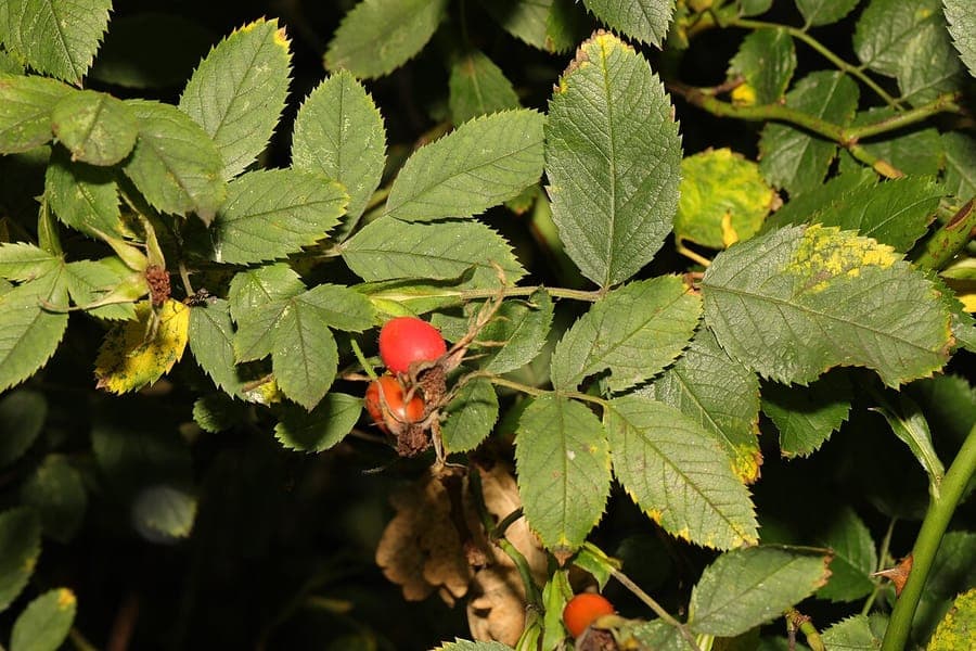 Pink flowers of Rosa deseglisei