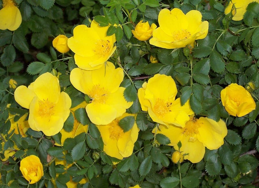 Rosa foetida bloem in geel