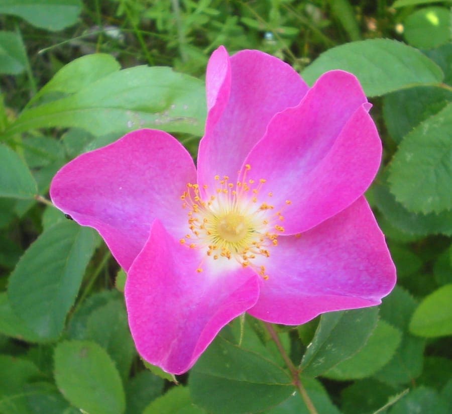Eine blühende Essig-Rose in voller Sonne, mit tiefroten Blüten und glänzendem Laub in einem naturnahen Garten