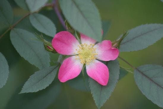 Redleaf rose with glaucous purple-tinged foliage and small pink flowers in a naturalistic garden setting