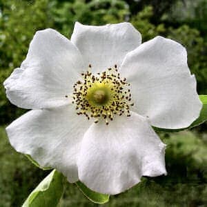White flowers of Rosa laevigata, the Cherokee rose