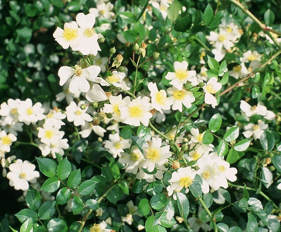 Fleurs rose pâle de Rosa lucieae en pleine floraison
