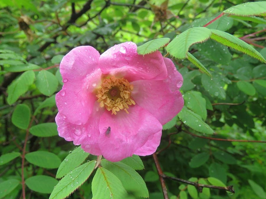 Rosa Blüten von Rosa macrophylla