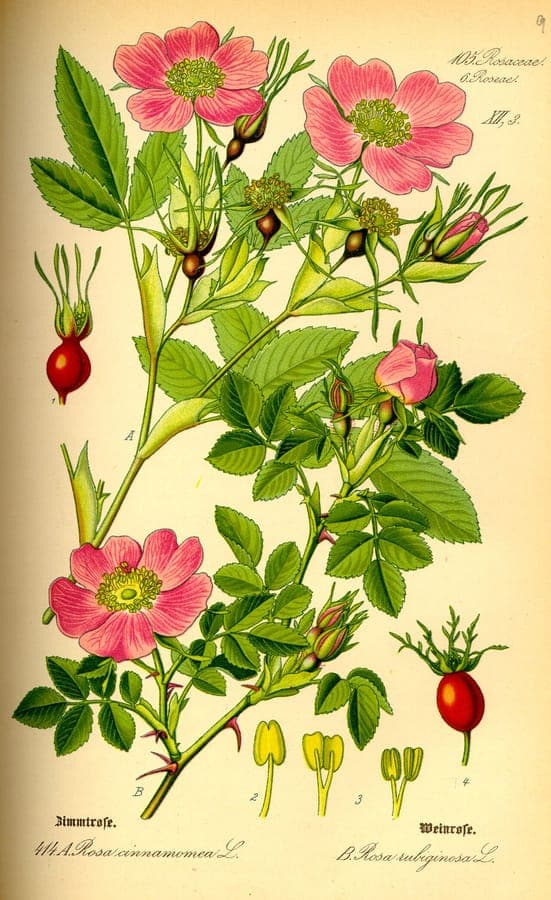 Cinnamon rose in full bloom with pale pink flowers and dark green foliage