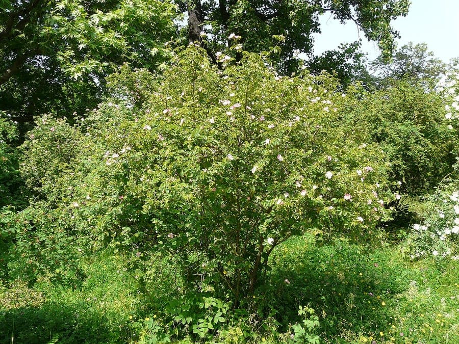 Rosier à petites fleurs en fleurs avec des fleurs violettes et un feuillage dense