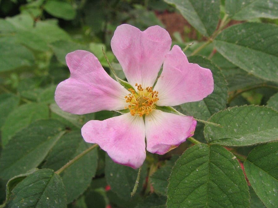 Rosa mollis en pleine floraison avec des feuilles duveteuses et des fleurs roses pâles dans un jardin semi-ombragé