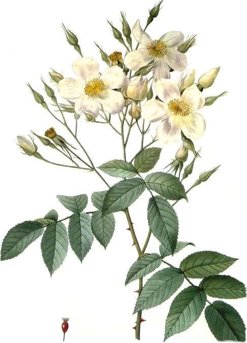 Rosier musqué en fleur sur un treillis en bois, avec des grappes de fleurs blanches et un feuillage vert foncé brillant