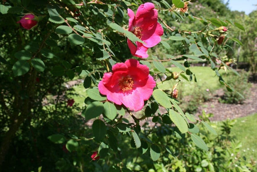 Rosa moyesii with large red flowers and green foliage