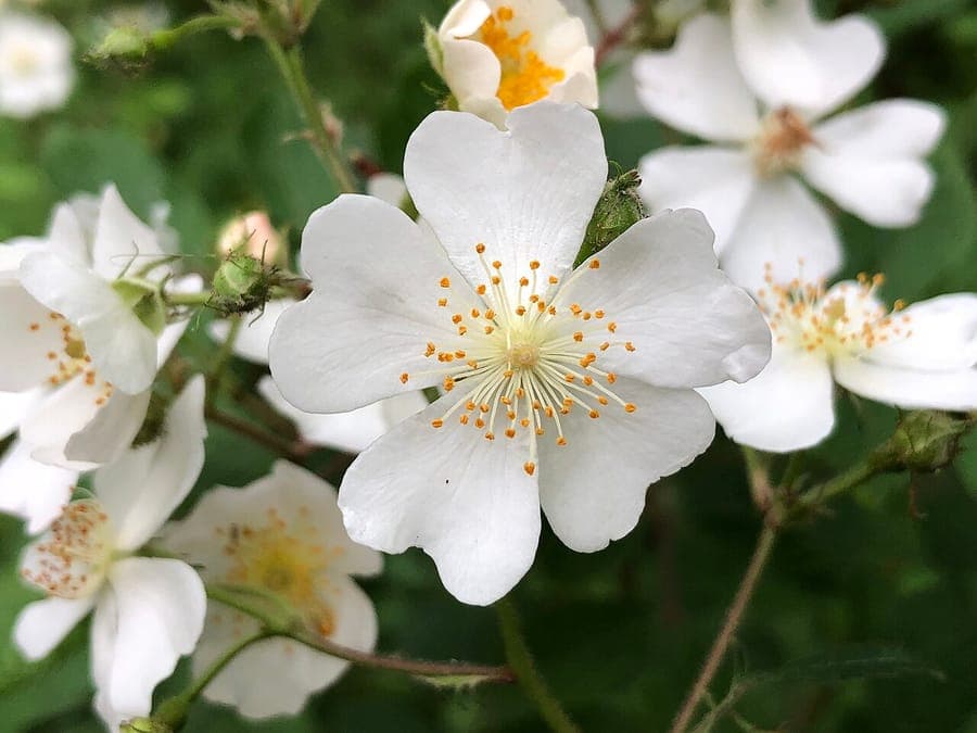 Rosier multiflore en fleur sur une clôture, avec des grappes de petites fleurs blanches