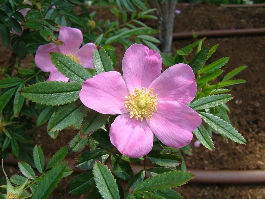 Glossy shining rose with bright pink flowers in summer sunlight