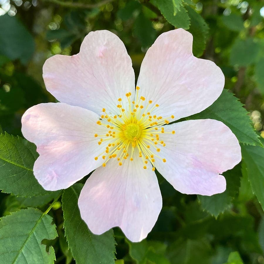 Stumpfblättrige Rose in voller Blüte mit kleinen rosa Blüten und abgerundeten Blättern in einer leicht schattigen Gartenecke