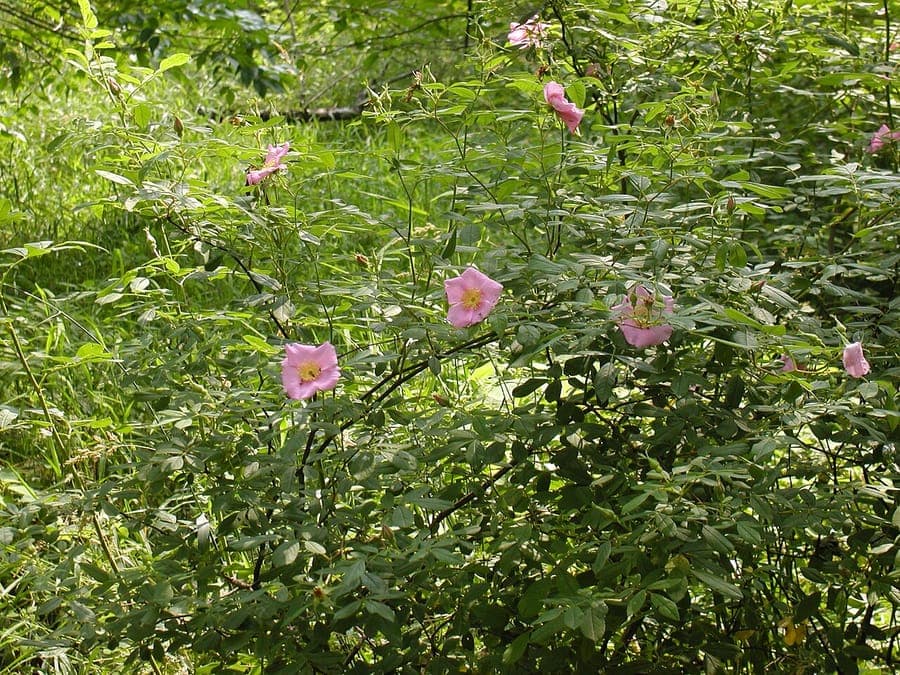 Rosier palustre avec des fleurs roses en environnement aquatique