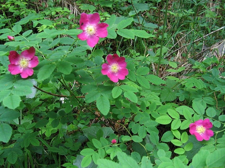 Alpine rose (Rosa pendulina) with purple flowers in a mountain-style garden