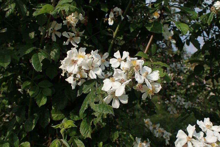 Rosa phoenicia Phoenisische roos bloemen en struik
