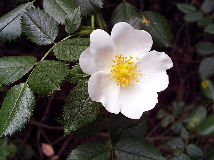 Rosa pouzinii fleurs et cynorhodons en paysage mediterraneen