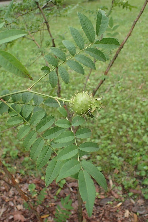 Chestnut rose with double flowers and spiky fruits
