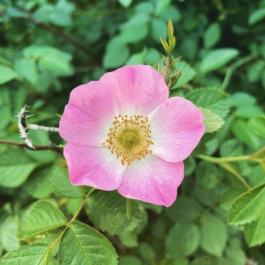Rosier églantier en fleurs avec feuillage fin et fleurs roses pâles, dans un jardin ensoleillé