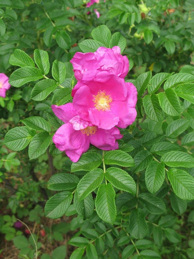Pink flowers of the Rugosa Rose (Rosa rugosa) in full bloom in a summer garden
