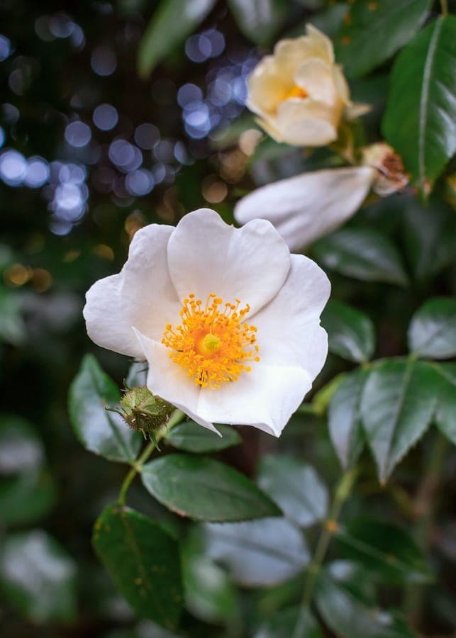 Rosa sempervirens in volle bloei tegen een stenen muur, met glanzende bladeren en witte bloemen