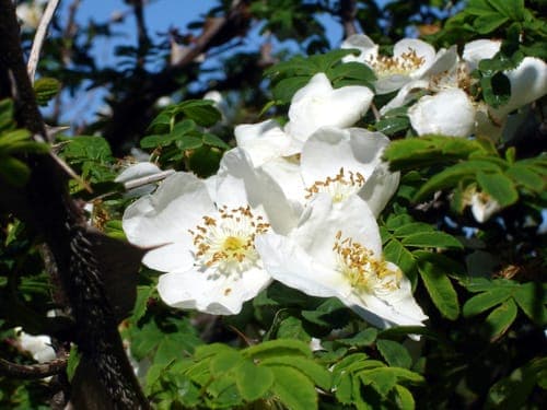 White flowers and glistening stems of silky rose