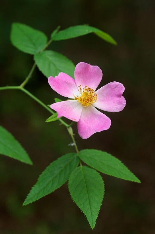Prairie Rose with pink flowers and glossy green foliage