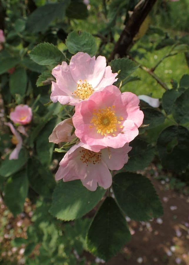 Sherard's downy rose in full bloom in a sunny border
