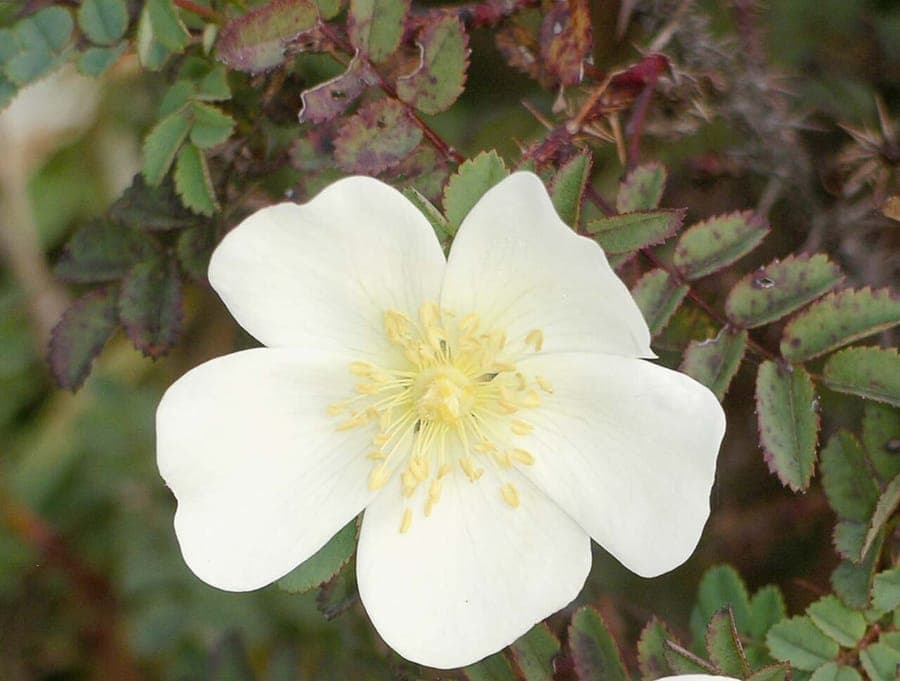Burnet rose in full bloom, showing delicate pale yellow flowers and finely divided leaves in a sunny, sandy garden setting