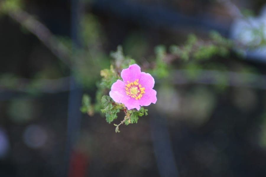 Desert rose with delicate pink flowers and star-shaped thorns