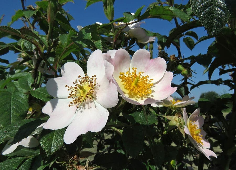 Short-styled field-rose with pink flowers in full sun hedge setting