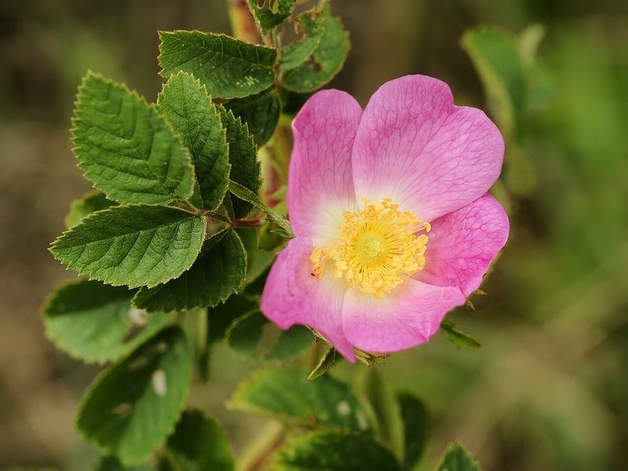 Downy rose with pink flowers and downy leaves