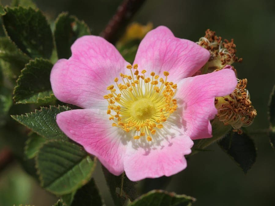 Apple rose in full bloom with bottle-shaped hips ripening in autumn
