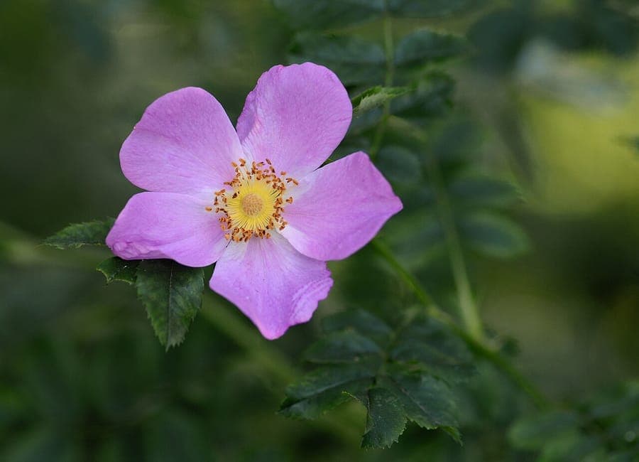 Virginia rose with bright pink flowers and red fruit