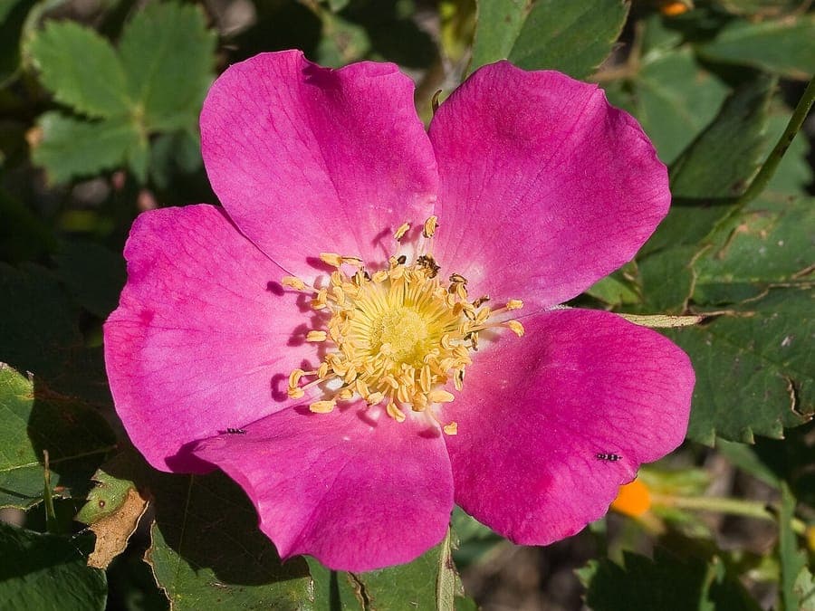 Fleurs et fruits de Rosa woodsii