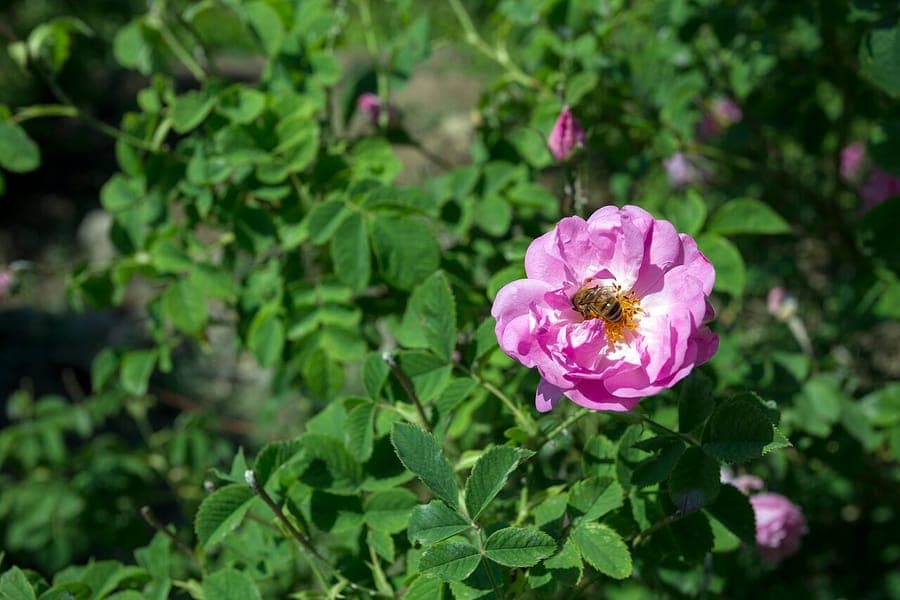 Rosier de Damas (Rosa x damascena) en pleine floraison avec ses grandes fleurs roses et parfumees