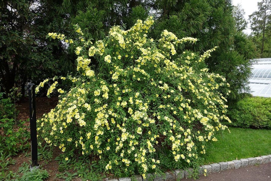 Rose d'or jaune avec fleurs jaunes doubles eclatantes