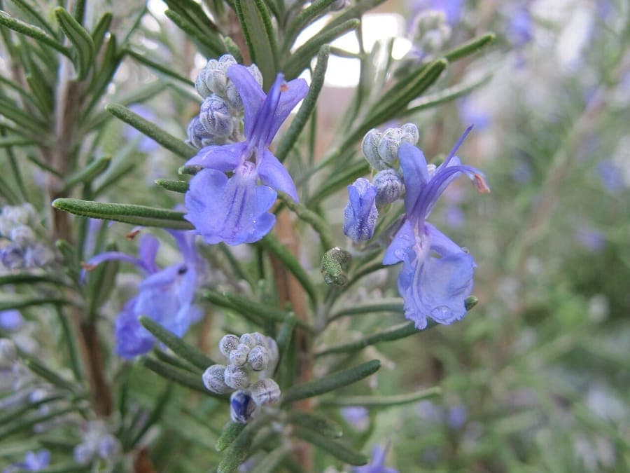Buisson de romarin en fleurs avec des fleurs bleu pale et des feuilles en aiguilles