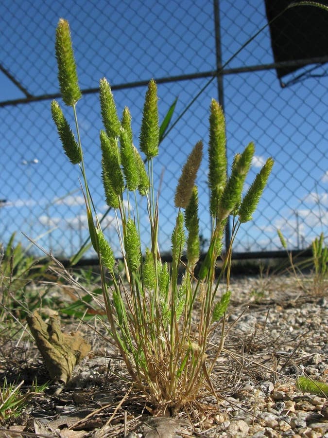 Rostraria cristata Graspfluschte
